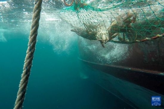 這是俄羅斯蟹業(yè)集團(tuán)的捕撈船進(jìn)行遠(yuǎn)洋捕撈的資料照片。新華社發(fā)（俄羅斯蟹業(yè)集團(tuán)供圖）