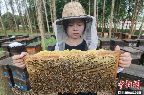 吳素英查看蜂蜜產蜜情況。湯曉逵 攝