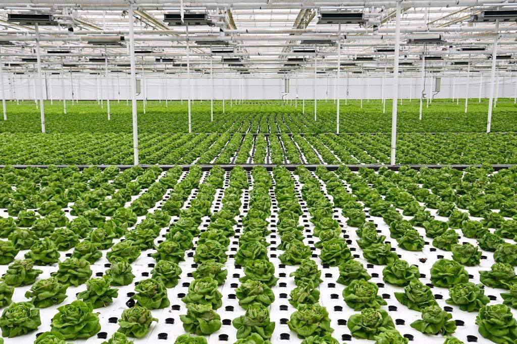 10月26日，楊凌智慧農(nóng)業(yè)示范園智慧溫室內(nèi)通過無土栽培技術(shù)種植的蔬菜。新華社記者 鄒競一 攝