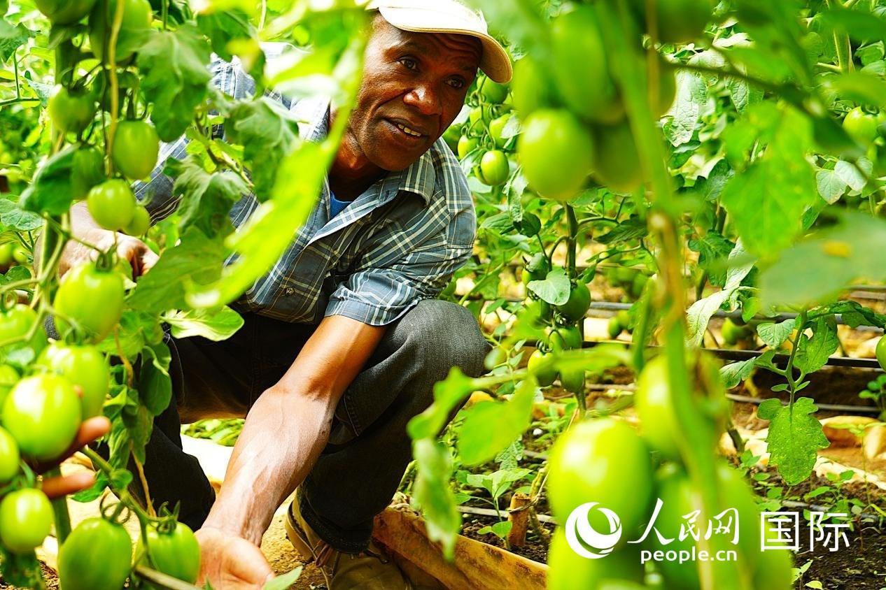 肯尼亞納庫魯郡，當?shù)剞r(nóng)民喬納·卡蘭賈家的溫室大棚里，番茄長勢喜人。人民網(wǎng)記者 黃煒鑫攝