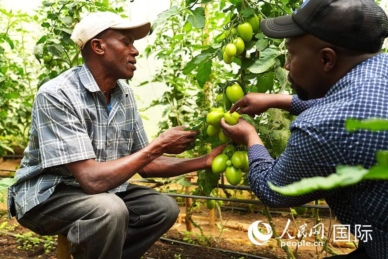 肯尼亞納庫魯郡，埃格頓大學園藝學專家史蒂芬·吉藤古在溫室大棚里指導當?shù)剞r(nóng)民喬納·卡蘭賈種植番茄。人民網(wǎng)記者 黃煒鑫攝