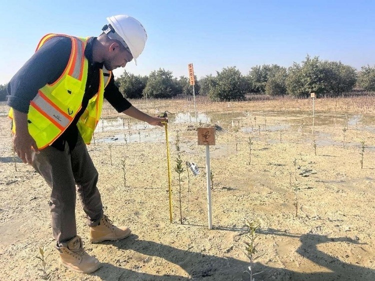 工作人員在監(jiān)測(cè)紅樹(shù)苗生長(zhǎng)情況。中國(guó)土木供圖