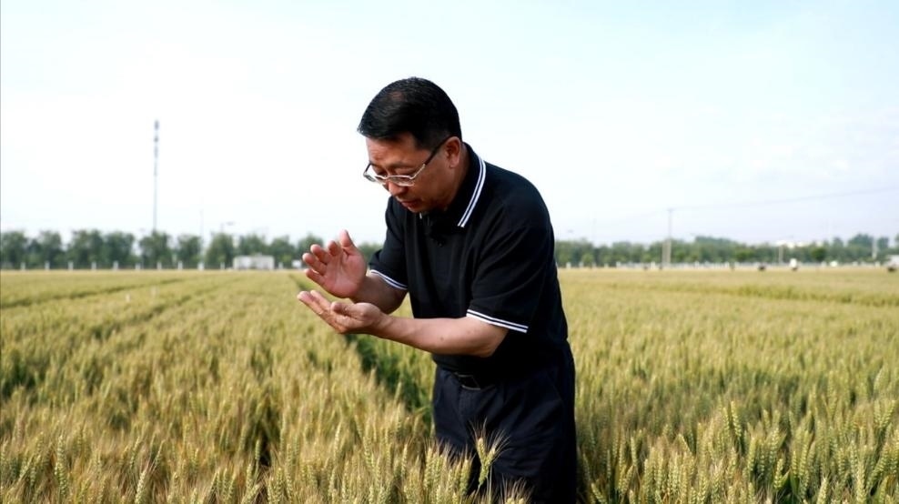 張福鎖在曲周查看小麥長(zhǎng)勢(shì)。受訪者供圖