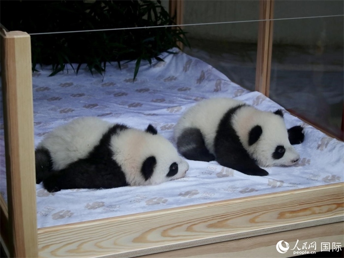 柏林動物園的明星“夢好”與“夢甜”。人民網(wǎng) 肖晶攝