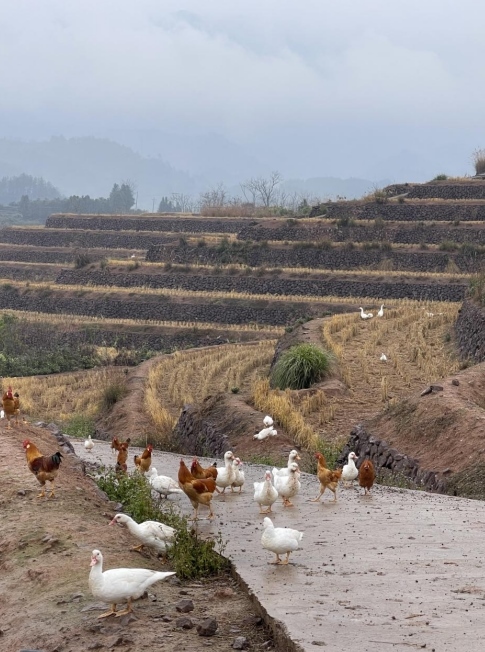 樨鄉(xiāng)記生態(tài)農(nóng)莊一隅。劉軍國攝