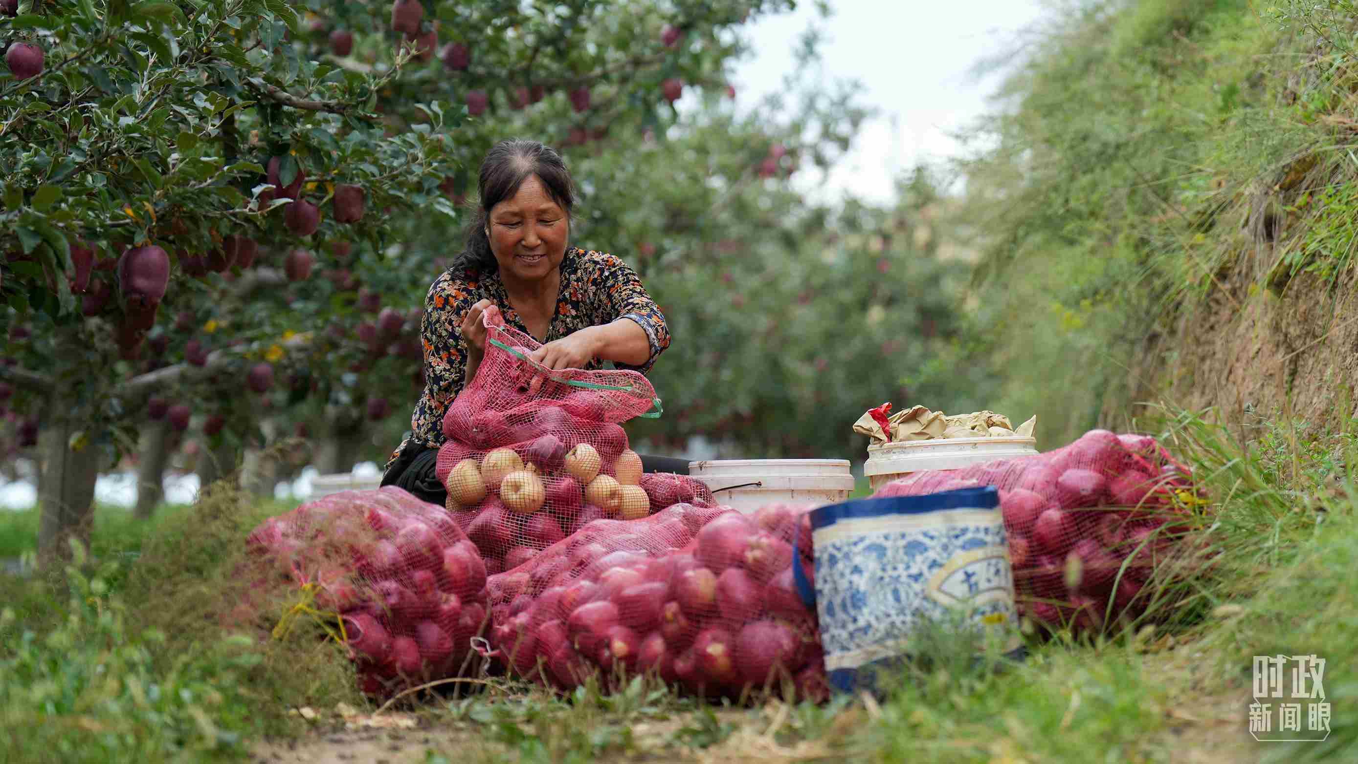 △甘肅天水的花牛蘋果已經(jīng)成為當(dāng)?shù)厝罕姷摹吧鷳B(tài)果”“致富果”。（總臺(tái)記者李晉拍攝）