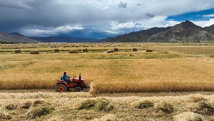 2024年9月10日在西藏日喀則市白朗縣巴扎鄉(xiāng)拍攝的秋收場景（無人機(jī)照片）。新華社記者 晉美多吉 攝