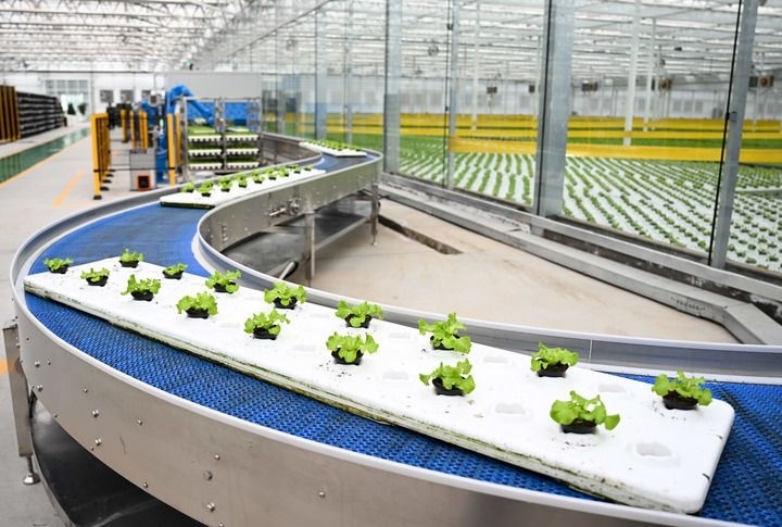 2024年12月12日在內(nèi)蒙古鄂爾多斯市達(dá)拉特旗內(nèi)蒙古現(xiàn)代數(shù)字農(nóng)業(yè)科技產(chǎn)業(yè)園拍攝的生菜苗。 新華社記者 貝赫 攝