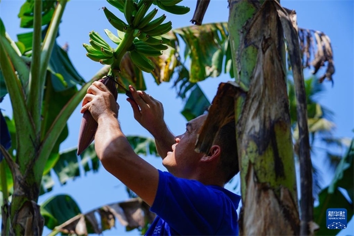 12月23日，中國熱帶農(nóng)業(yè)科學(xué)院專家趙增賢在斯里蘭卡馬坎杜拉為當(dāng)?shù)剞r(nóng)戶做技術(shù)示范。新華社記者 陳冬書 攝