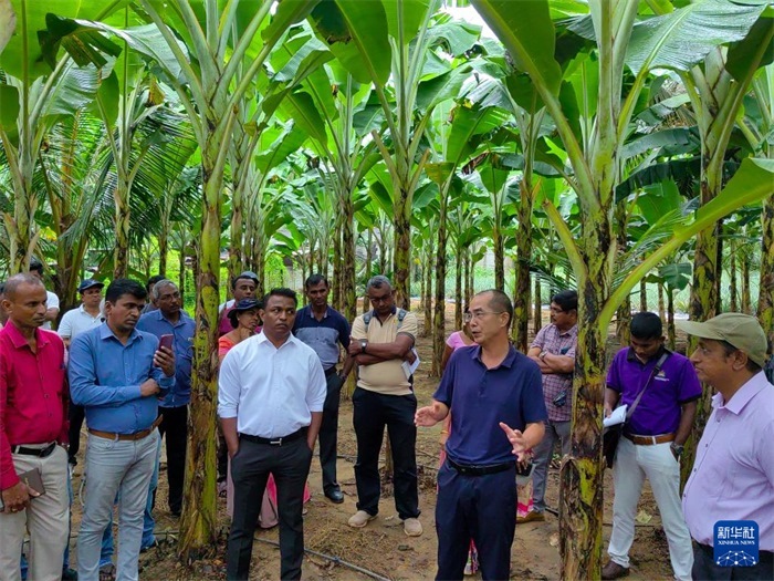 10月10日，在斯里蘭卡霍勒訥的一處香蕉示范基地，中國、聯(lián)合國糧農(nóng)組織與斯里蘭卡南南合作項目中國專家組組長孫德權(quán)為當(dāng)?shù)剞r(nóng)民進(jìn)行技術(shù)培訓(xùn)。新華社發(fā)（中國、聯(lián)合國糧農(nóng)組織與斯里蘭卡南南合作項目專家組供圖）