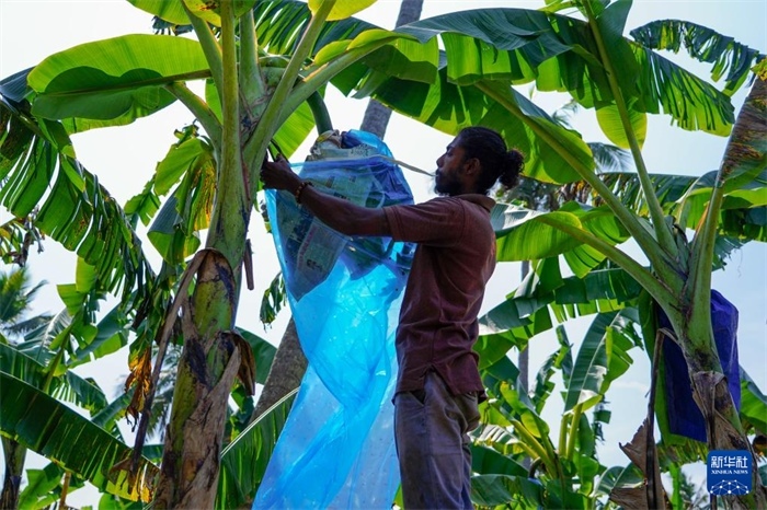 12月23日，在斯里蘭卡馬坎杜拉，農(nóng)民在香蕉試驗田里學(xué)習(xí)套袋技術(shù)。新華社記者 陳冬書 攝