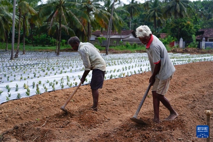 12月23日，斯里蘭卡馬坎杜拉的農(nóng)民在菠蘿田地里勞作。新華社記者 陳冬書 攝