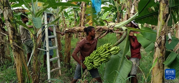 12月28日，在斯里蘭卡馬坎杜拉，當(dāng)?shù)剞r(nóng)民收獲香蕉。新華社發(fā)（中國、聯(lián)合國糧農(nóng)組織與斯里蘭卡南南合作項目專家組供圖）