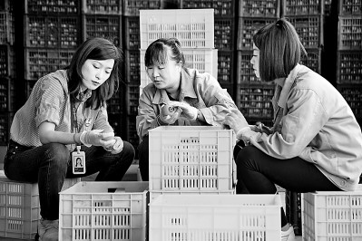 為拓展柿子產(chǎn)業(yè)發(fā)展新途徑，在陜西富平淡村鎮(zhèn)，歸國留學(xué)生王薇參與創(chuàng)建了一座柿酒酒莊。新華社發(fā)