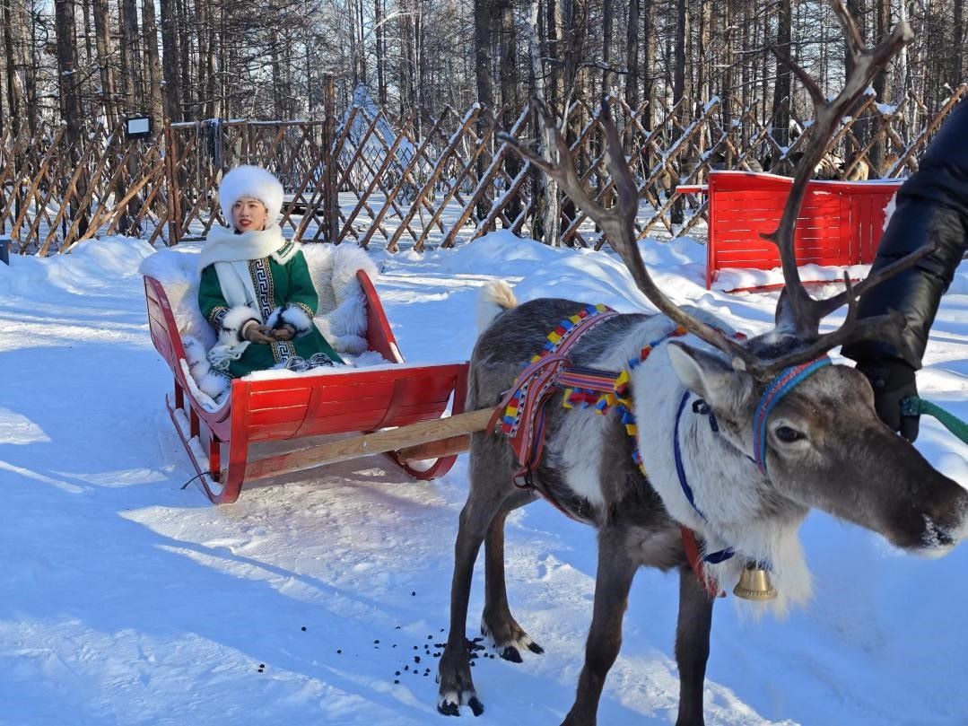 游客體驗(yàn)馴鹿拉雪橇。人民網(wǎng)記者 苗陽攝