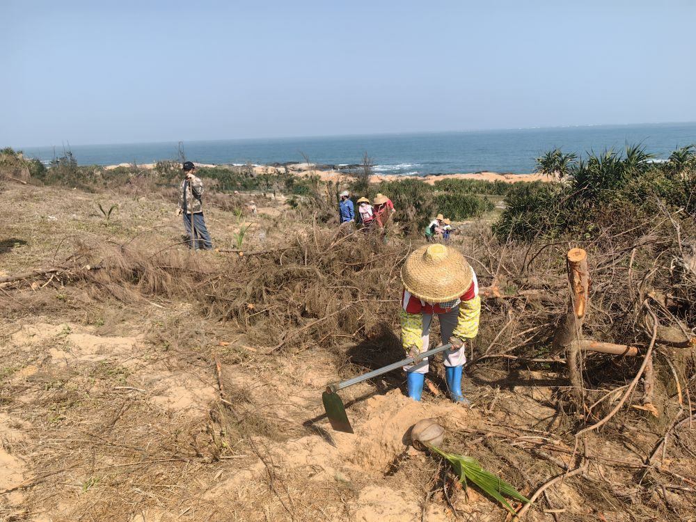 2025年1月19日，在海南文昌市，工人正在修復(fù)海岸防風(fēng)林。新華社記者吳茂輝 攝