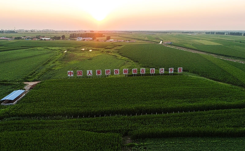2020年7月23日拍攝的吉林省梨樹縣國家百萬畝綠色食品原料（玉米）標(biāo)準(zhǔn)化生產(chǎn)基地核心示范區(qū)（無人機照片）。新華社記者 許暢 攝