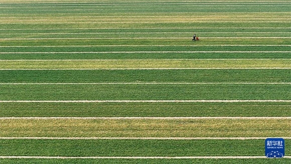 3月14日，在菏澤市鄆城縣潘渡鎮(zhèn)，農(nóng)民在麥田里施肥（無人機(jī)照片）。