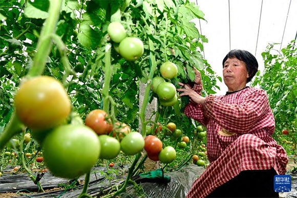 3月13日，在菏澤市鄆城縣張營街道，農(nóng)民在設(shè)施大棚里打理西紅柿。