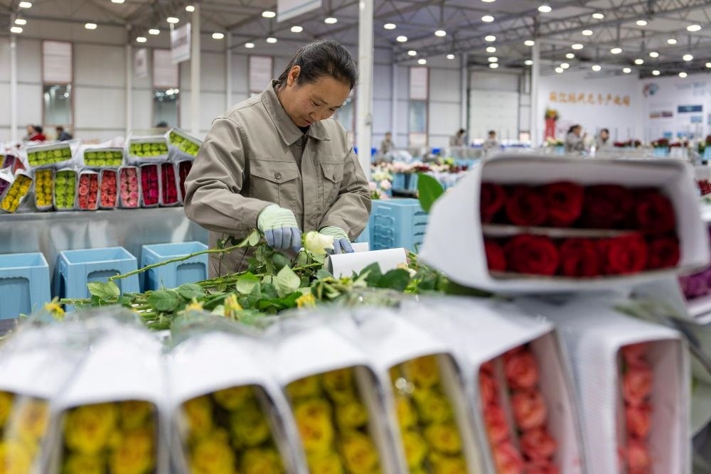 △近日，工作人員在云南麗江現(xiàn)代花卉產(chǎn)業(yè)園包裝鮮花。