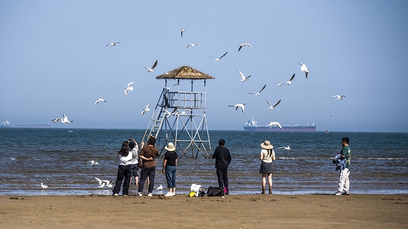 2024年5月12日，河北秦皇島，北戴河鴿子窩公園成群海鷗在天空中自由翱翔，與大海、藍(lán)天構(gòu)成了一幅美麗的畫卷。