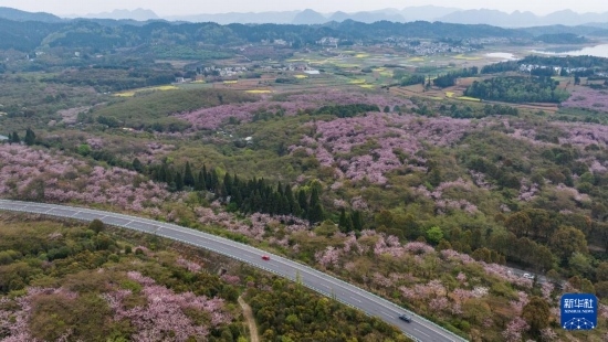 清鎮(zhèn)市紅楓湖鎮(zhèn)右二村旁的道路與花海相映（4月5日攝，無(wú)人機(jī)照片）。