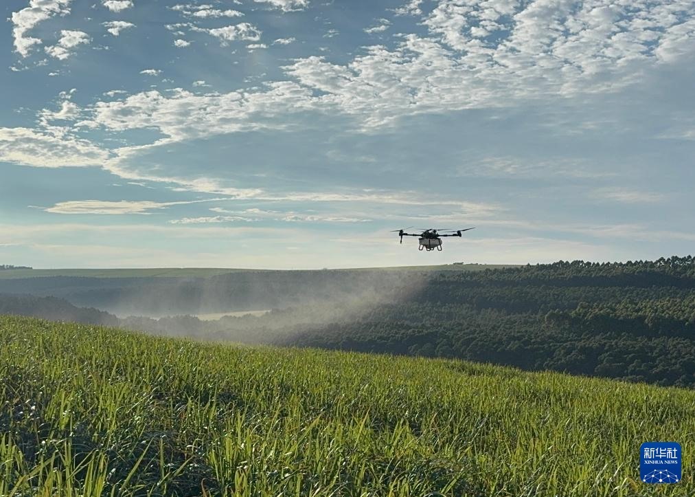 3月25日，在南非夸祖魯-納塔爾省的方廷希爾莊園，中國農(nóng)用無人機(jī)為甘蔗林噴灑殺菌劑。新華社記者 白舸 攝