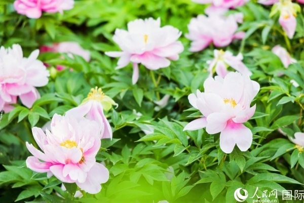 洛陽國家牡丹園牡丹盛開。 人民網(wǎng)記者 魯揚(yáng)攝