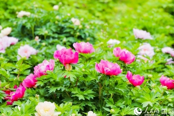 洛陽國家牡丹園牡丹盛開。 人民網(wǎng)記者 魯揚(yáng)攝