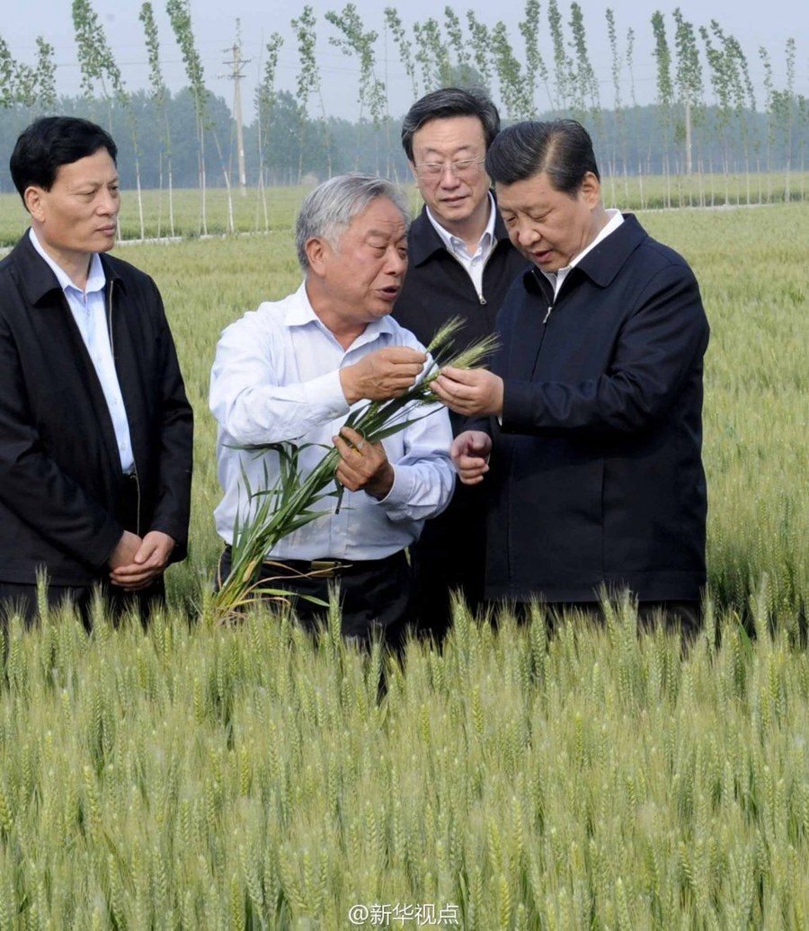 2014年5月，習(xí)近平總書(shū)記在河南省尉氏縣張市鎮(zhèn)高標(biāo)準(zhǔn)糧田察看小麥長(zhǎng)勢(shì)。