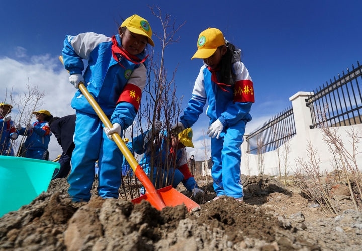 2025年4月25日，西藏那曲市小學(xué)生在植樹。新華社記者 晉美多吉 攝